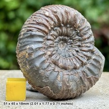 Seltener Peronoceras subarmata