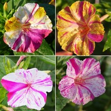 Samen wunderblume mirabilis - wunderblume,
