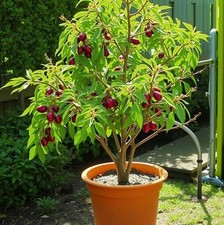 2x winterharte Dattel-Bäume schnellwüchsige + exotische Pflanzen für den Garten