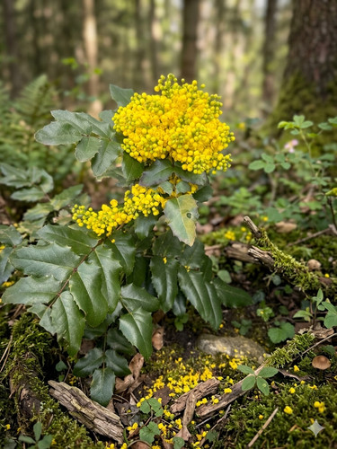 Mahonia aquifolium 100 samen - -,