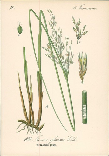 Chromolithographie - ,