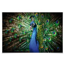 Poster Beautiful Peacock