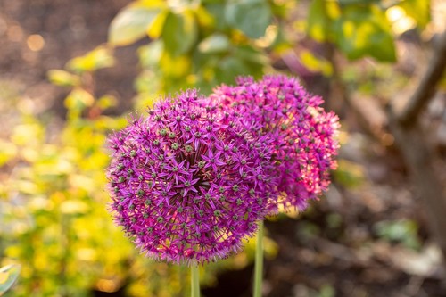 Zwiebeln riesen allium orange - zwiebeln, riesen-allium