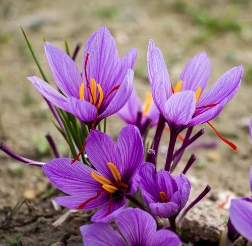 Echter safran krokus - echter, 10