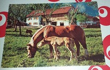 Alte Haflinger Stute Fohlen Pferde Horse Postkarte Postcard Ak Pferdepostkarte 