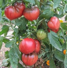 Tomatensamen (7+ Samen); USA- Sorte "Brad's Black Heart " aus 2025