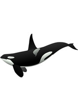 5x car sticker whale sticker