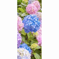 Textilposter - Hortensien
