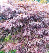Roter Fächerahorn Acer palmatum Dissectum Garnet Hochstamm 80 - 100 cm Ahorn