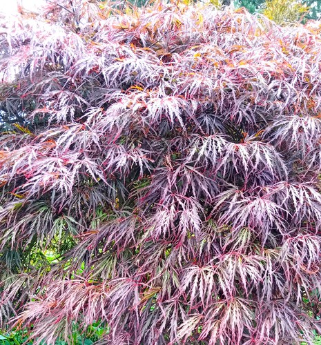 Roter fächerahorn acer - roter,