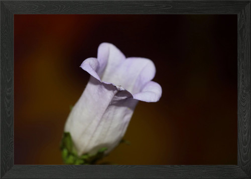Campanula blume blüte - campanula,