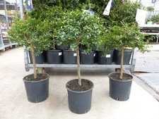 Kaviarlimette 75 cm grüner