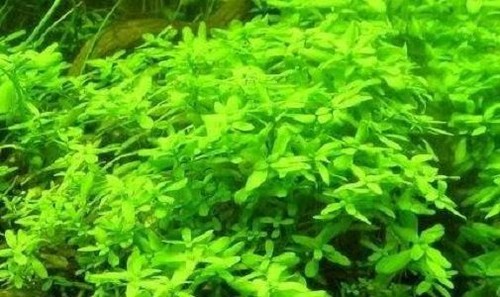 Wassersterne aquariumpflanzen - wassersterne,