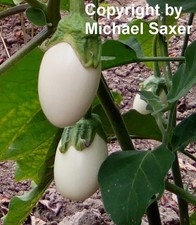 Samen vom sagenhaften EIERBAUM - Pflanzen im Garten an denen Eier wachsen - toll
