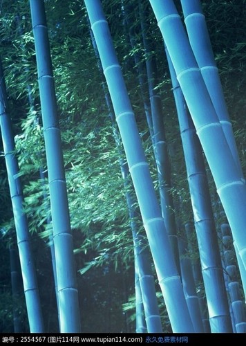 Blauer bambus pflanzen - blauer, für