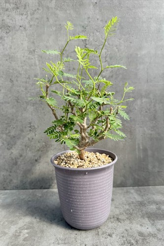 Senna meridionalis