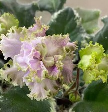 Usambaraveilchen African