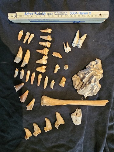 Höhlenbär fossilien eiszeit - höhlenbär,