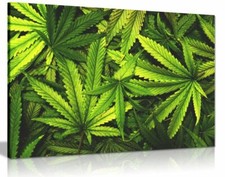 Marihuana Cannabis Blatt