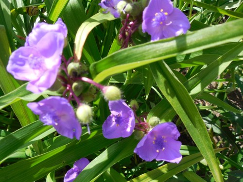 Pflanze/Blume/Staude