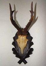 52❚ antikes kleines Geweih von 1930