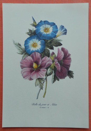 Belle jour lilie - jour, eibisch