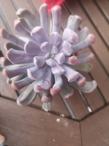Sukkulenten graptoveria topsy - sukkulenten/,