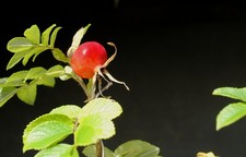 Bonsai outdoor winterhart