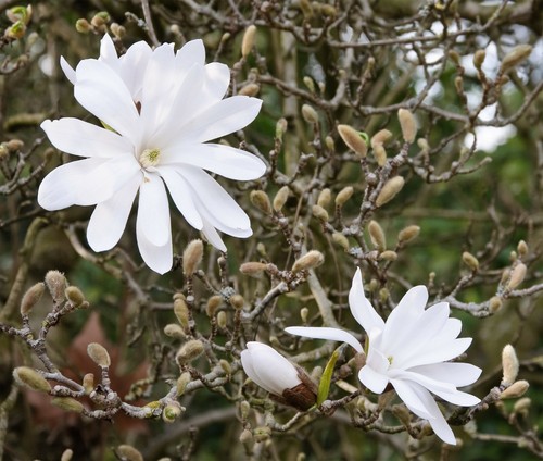 Stern magnolie magnolia - stern-magnolie,