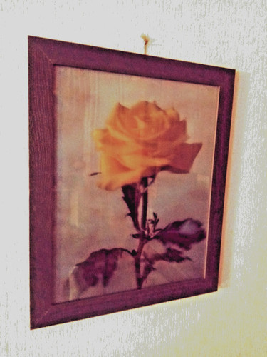 Bild gelbe rose - -,
