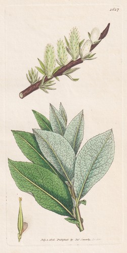 Salix malifolia weide - malifolia,