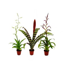 Mini-Bromelien-Trio Set mit 3