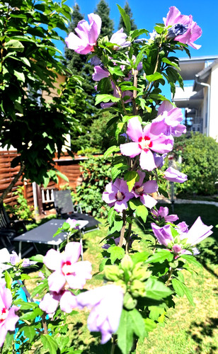 Mehrjährige hibiskuspflanzen - mehrjährige,