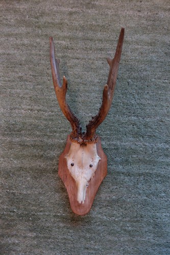 Rehwild trophäe 1943 - rehwild,