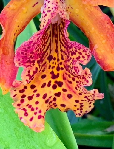 Cattleya keowee vulcan hybride - vulcan,