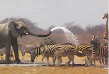 WILDLIFE   Postkarte   *  Zebra  & Giraffe  & Elefant   POSTCARD