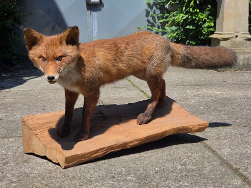 Klassische fuchs präparation - klassische, fuchs-präparation
