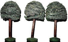 HO O Schwamm Holz Baum Linde