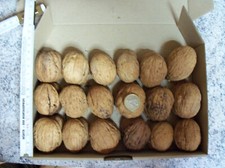 Walnuß  Walnuss  18 Paare Walnussschalen, Walnusshälften Nr. 1