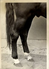 Foto Pferd, Pferdehufe
