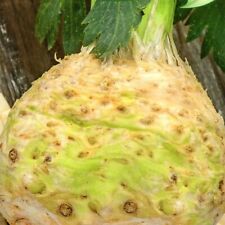 Knollensellerie Sellerie Selleriesamen Talar 1000 Samen Nr.134