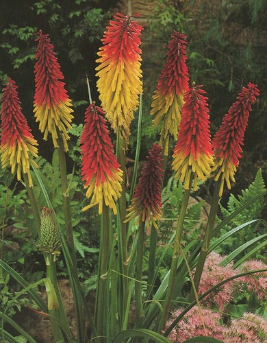 Kniphofia uvaria fackellilie - uvaria,