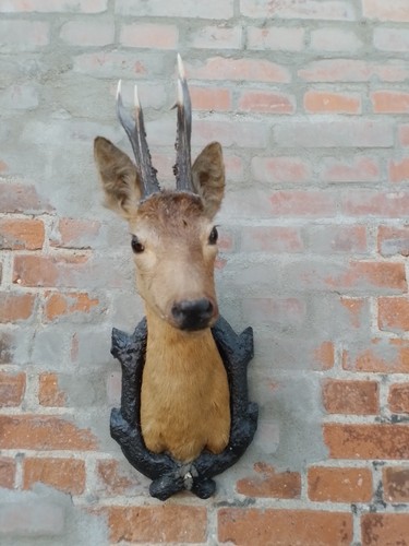 Rehbock jagdtrophäe - rehbock,,