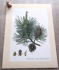 WALDKIEFER *  Pinus sylvestris