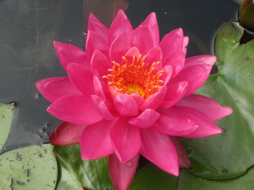 Winterharte seerose nymphaea - seerose,