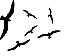 6x Vogel Silhouetten Fenster