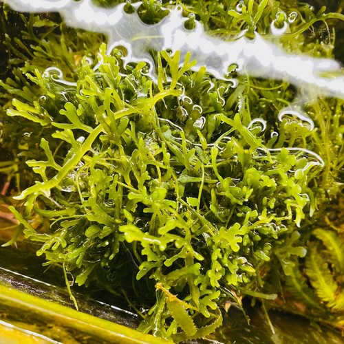 Caulerpa oligophyl meerwasser - caulerpa,