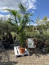 XXL Howea forsteriana 2,5–3m Kentia-Palme pflegeleicht elegante Zimmerpflanze