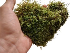 Terrarium echtes Moos Herz