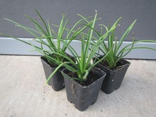 Agave geminiflora -